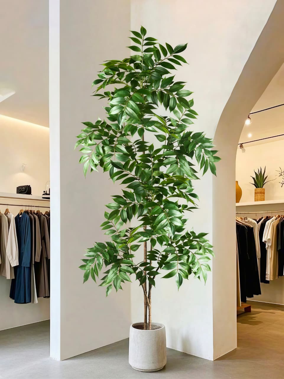 FICUS TREES