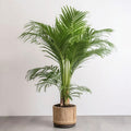 ARECA PALM PLANT 130CM