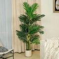 ARECA PLANT PLANT 200CM