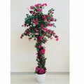 BOUGAINVILLEA PLANT 190CM