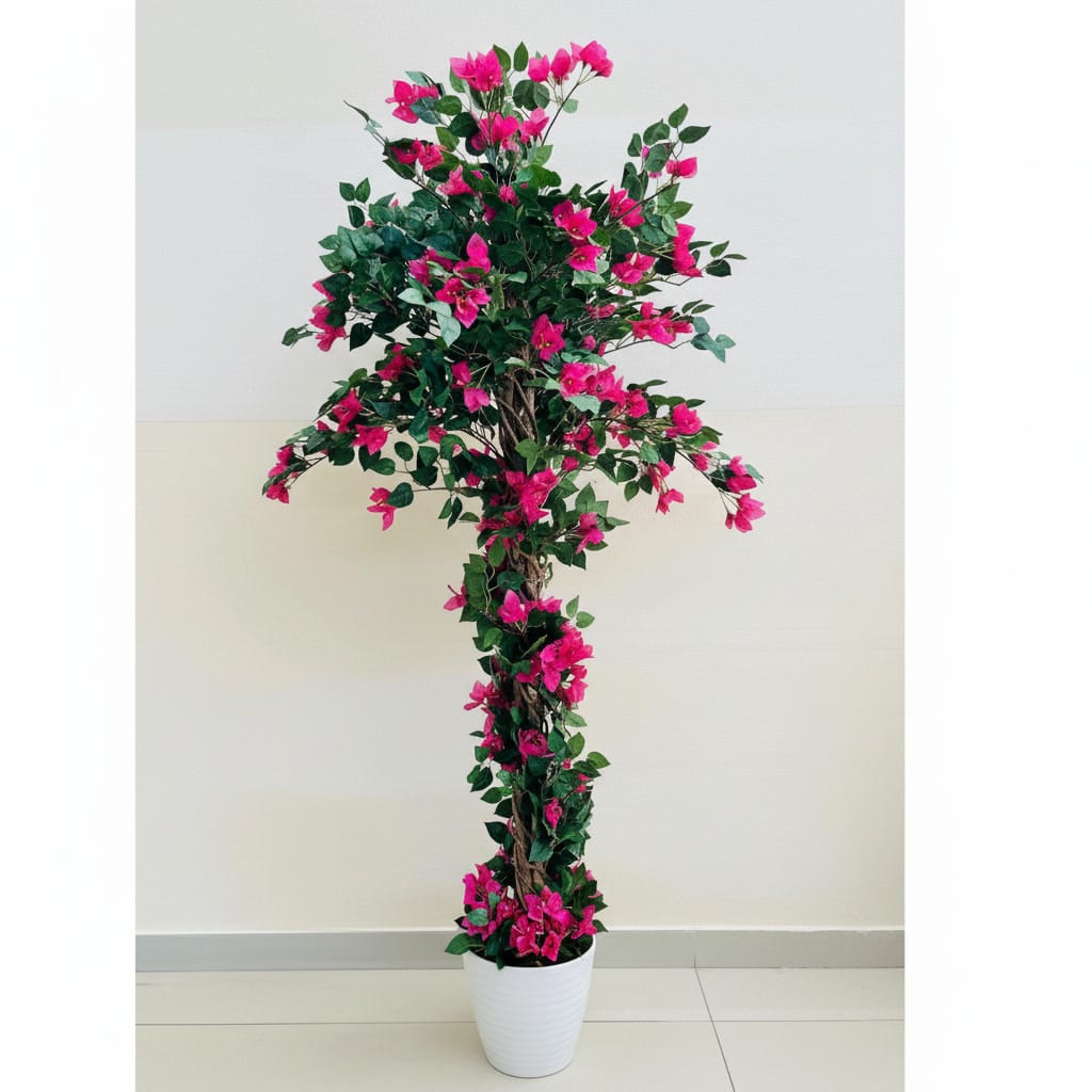 BOUGAINVILLEA PLANT 190CM