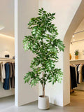 FICUS PLANT 180CM