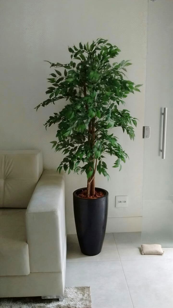 FICUS PLANT 150CM