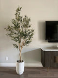 OLIVE TREE 180CM
