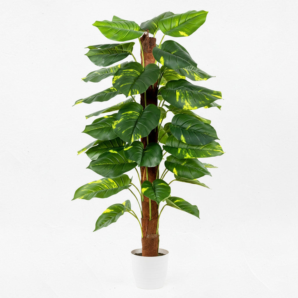 PHILODENDRON SCANDEN PLANT 130CM