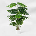 PHILODENDRON SCANDEN PLANT 145CM