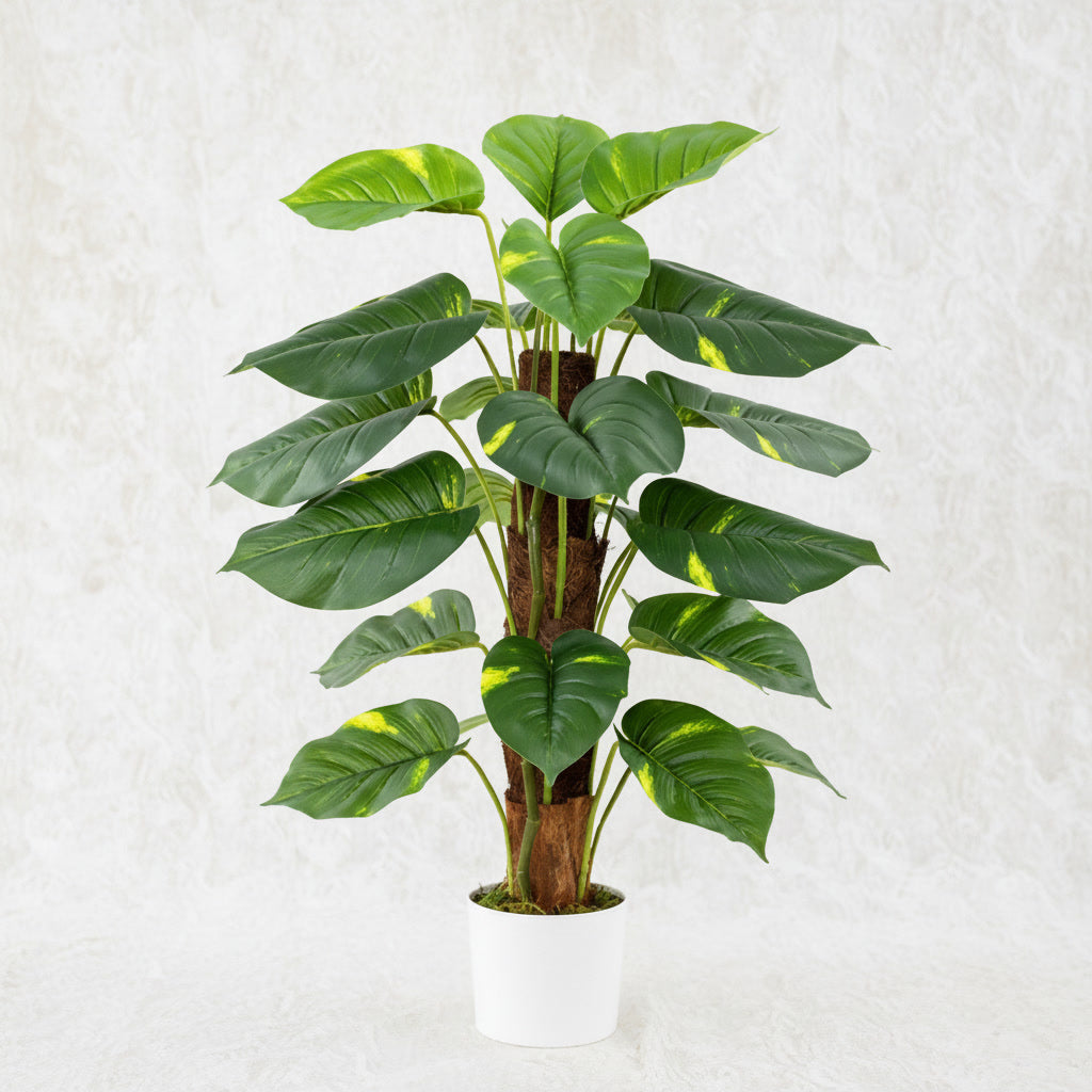PHILODENDRON SCANDEN PLANT 80CM
