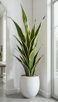 SNAKE PLANT 90CM