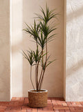 YUCCA PLANT 150CM