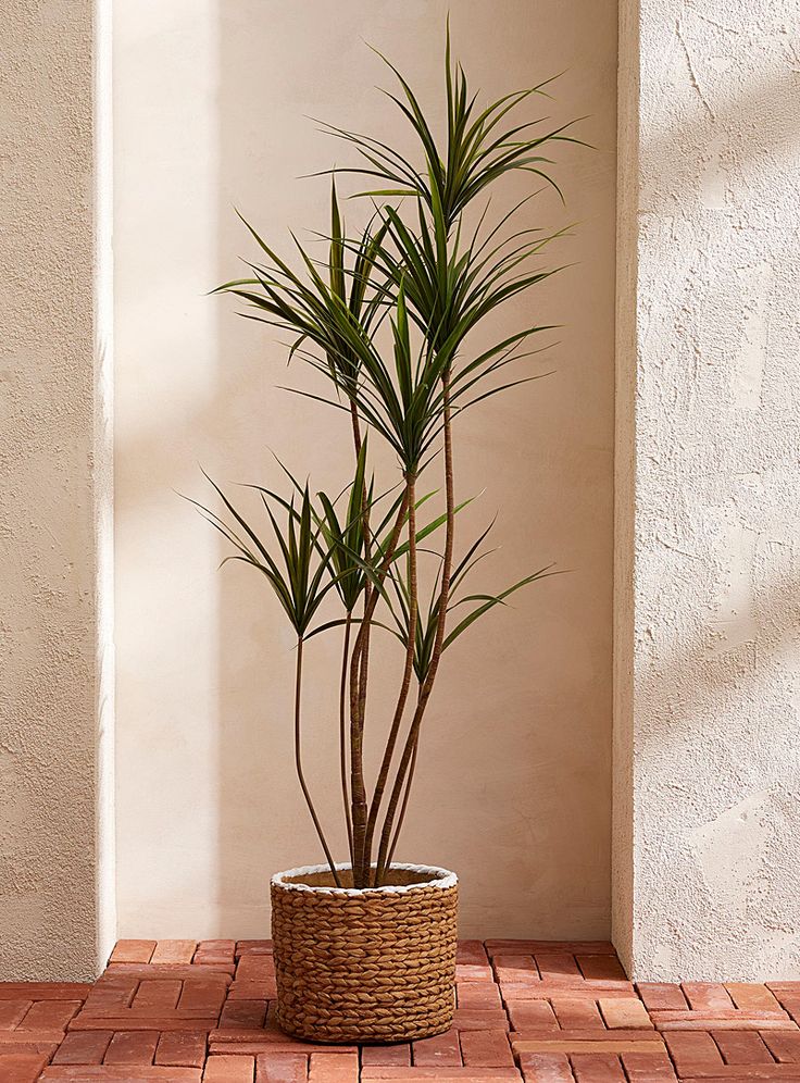 YUCCA PLANT 150CM