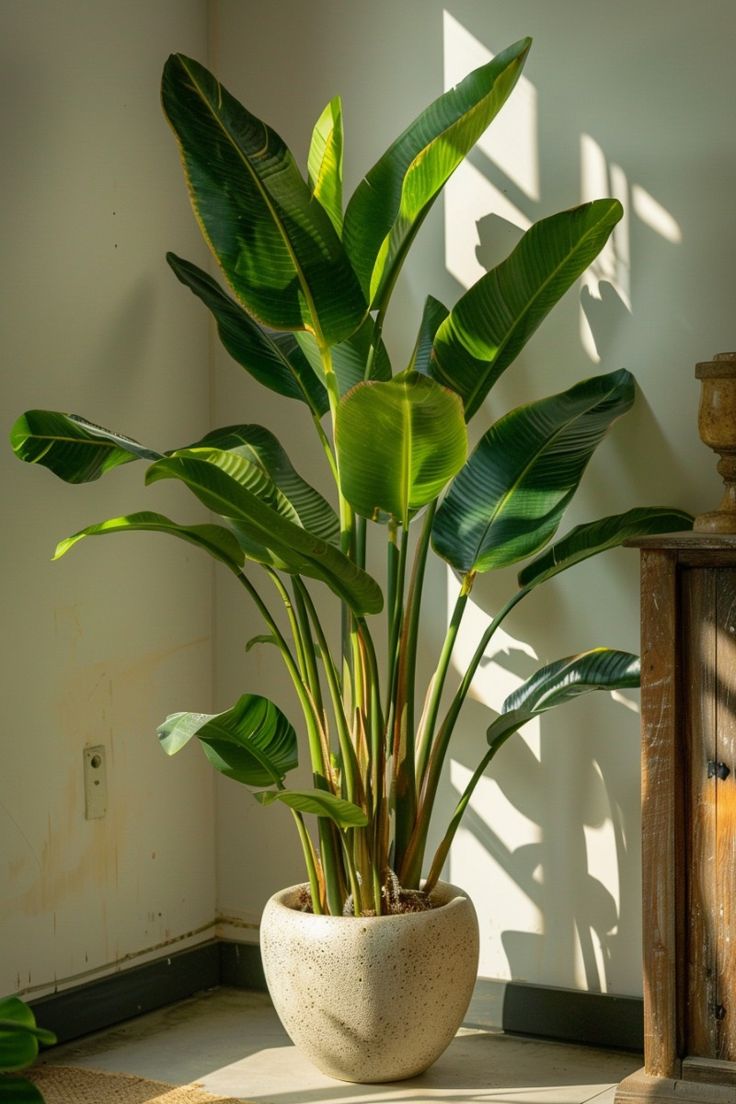 BANANA TREE 150CM
