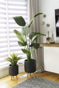 BIRD OF PARADISE 150CM