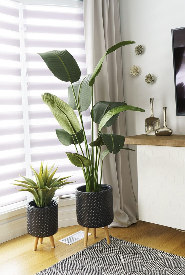 BIRD OF PARADISE 150CM
